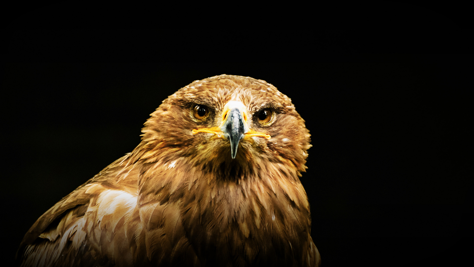 Savannenadler im Wildpark Tambach