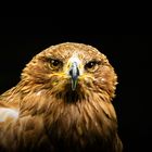 Savannenadler im Wildpark Tambach