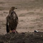 Savannenadler, Tawny Eagle