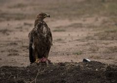 Savannenadler, Tawny Eagle