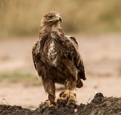 Savannenadler, Tawny Eagle