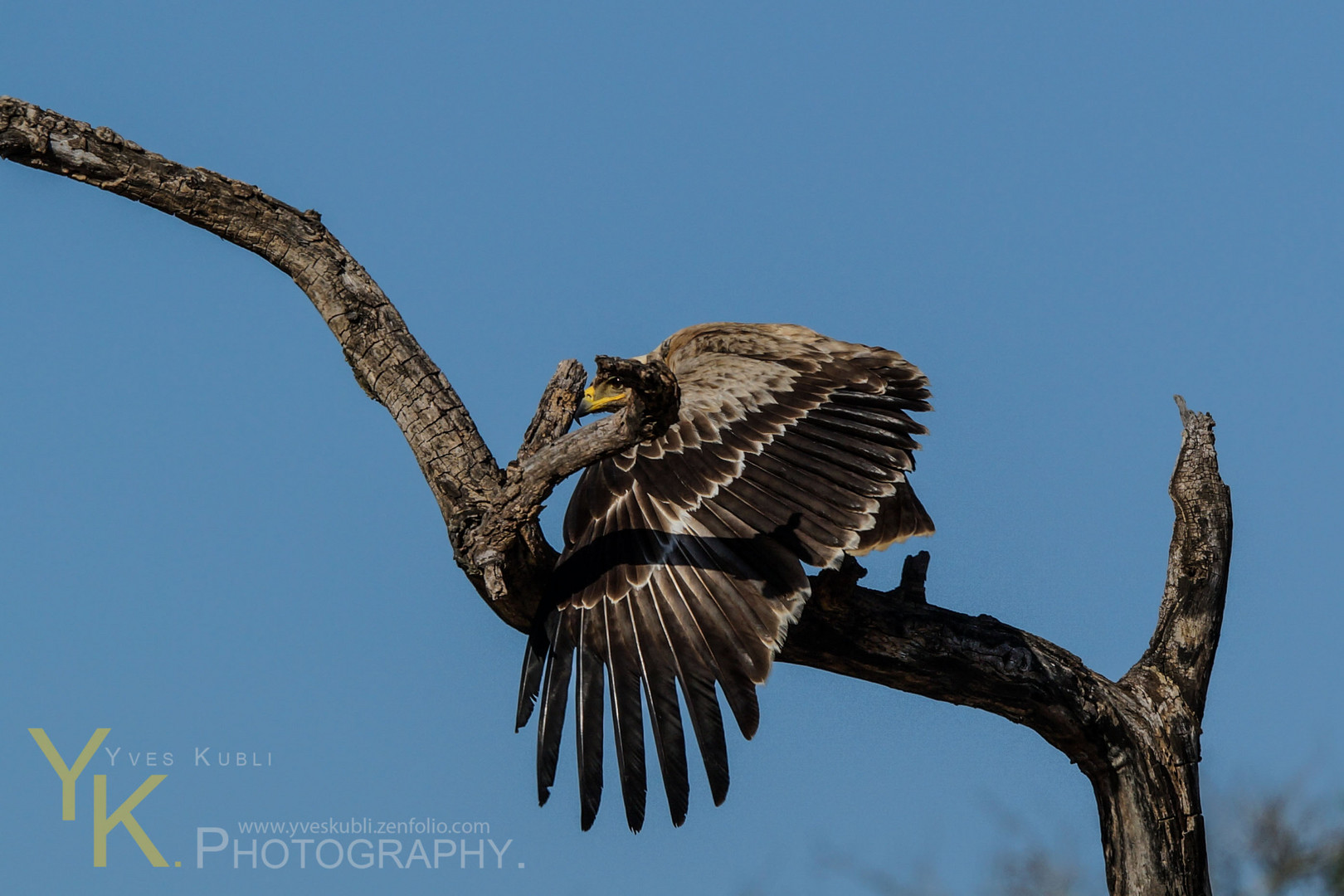 Savannenadler (Tawny Eagle)