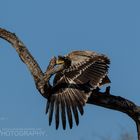 Savannenadler (Tawny Eagle)