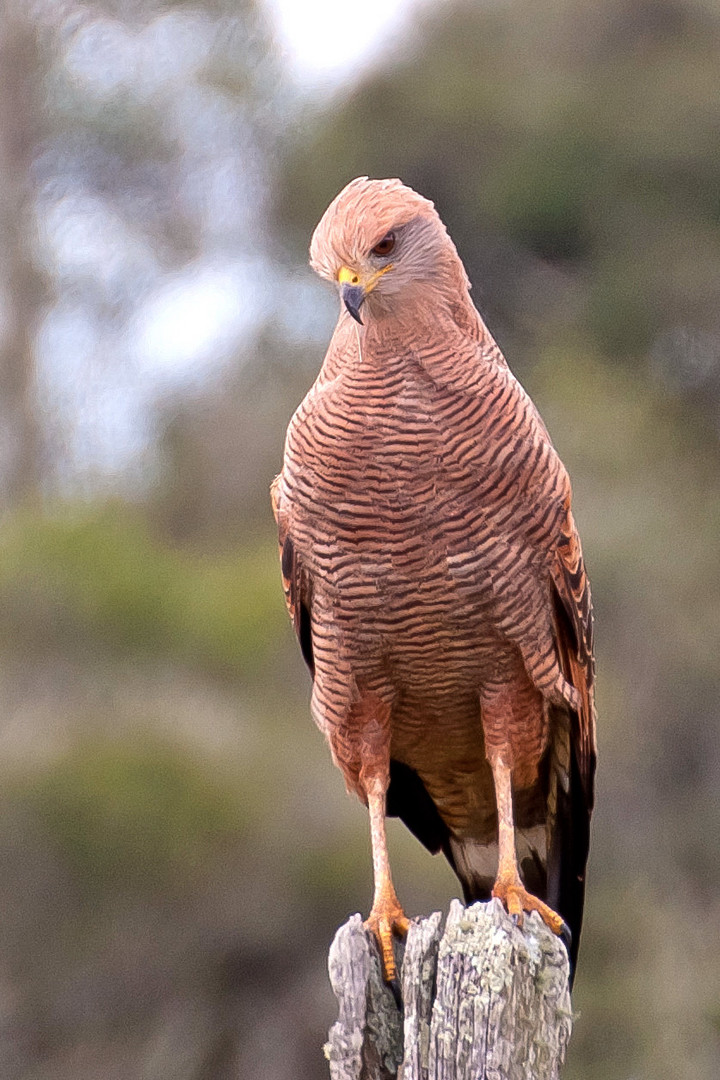 Savannenbussard (Buteogallus meridionalis)