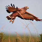 Savannenbussard (Heterospizias Meridionalis)