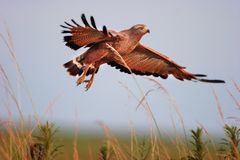 Savannenbussard (Heterospizias Meridionalis)