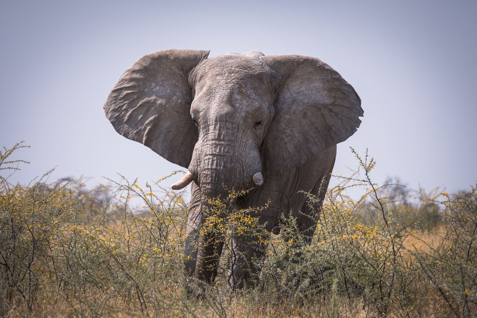 Savannenkönig