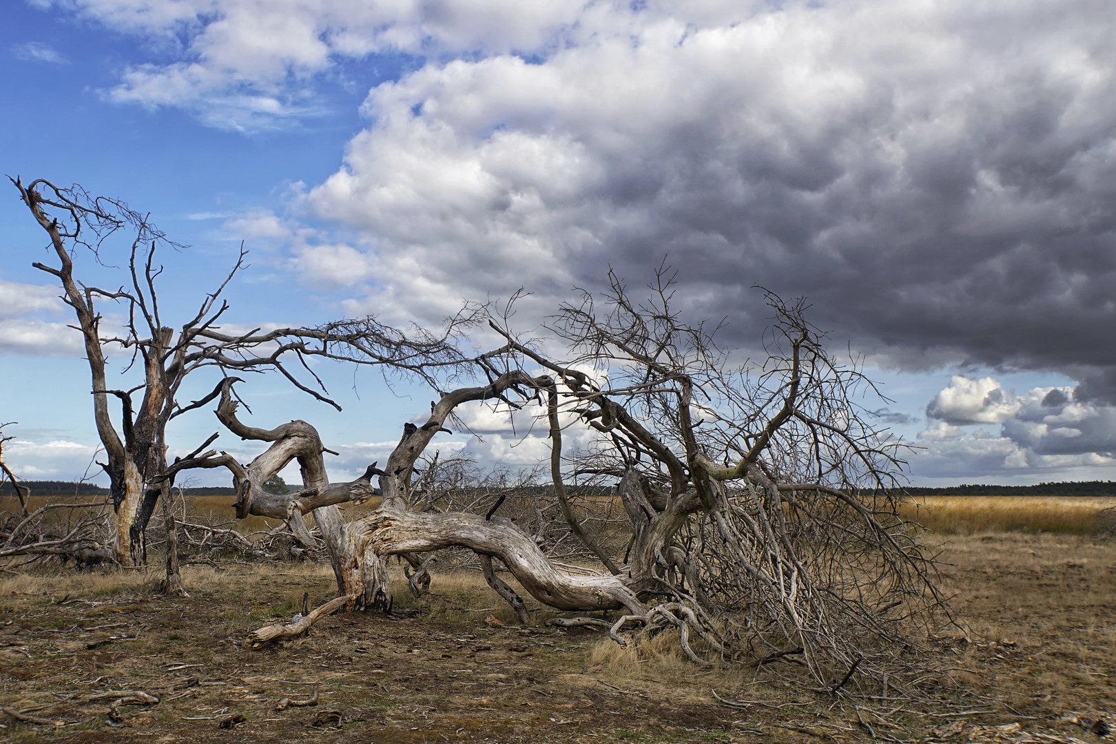 Savannenlandschaft  Hooge Veluwe