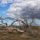 Savannenlandschaft  Hooge Veluwe