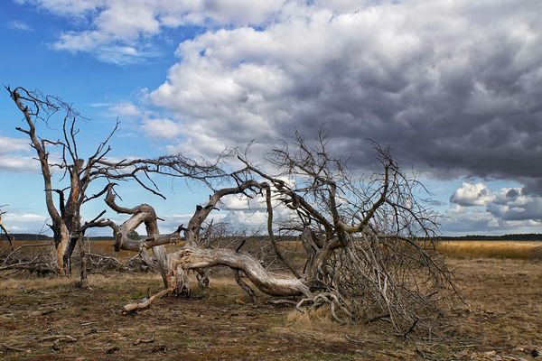 Savannenlandschaft  Hooge Veluwe