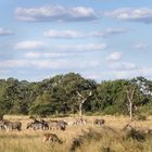 Savannenstreifen an der N'wanetsi River Road (S100 im KNP)