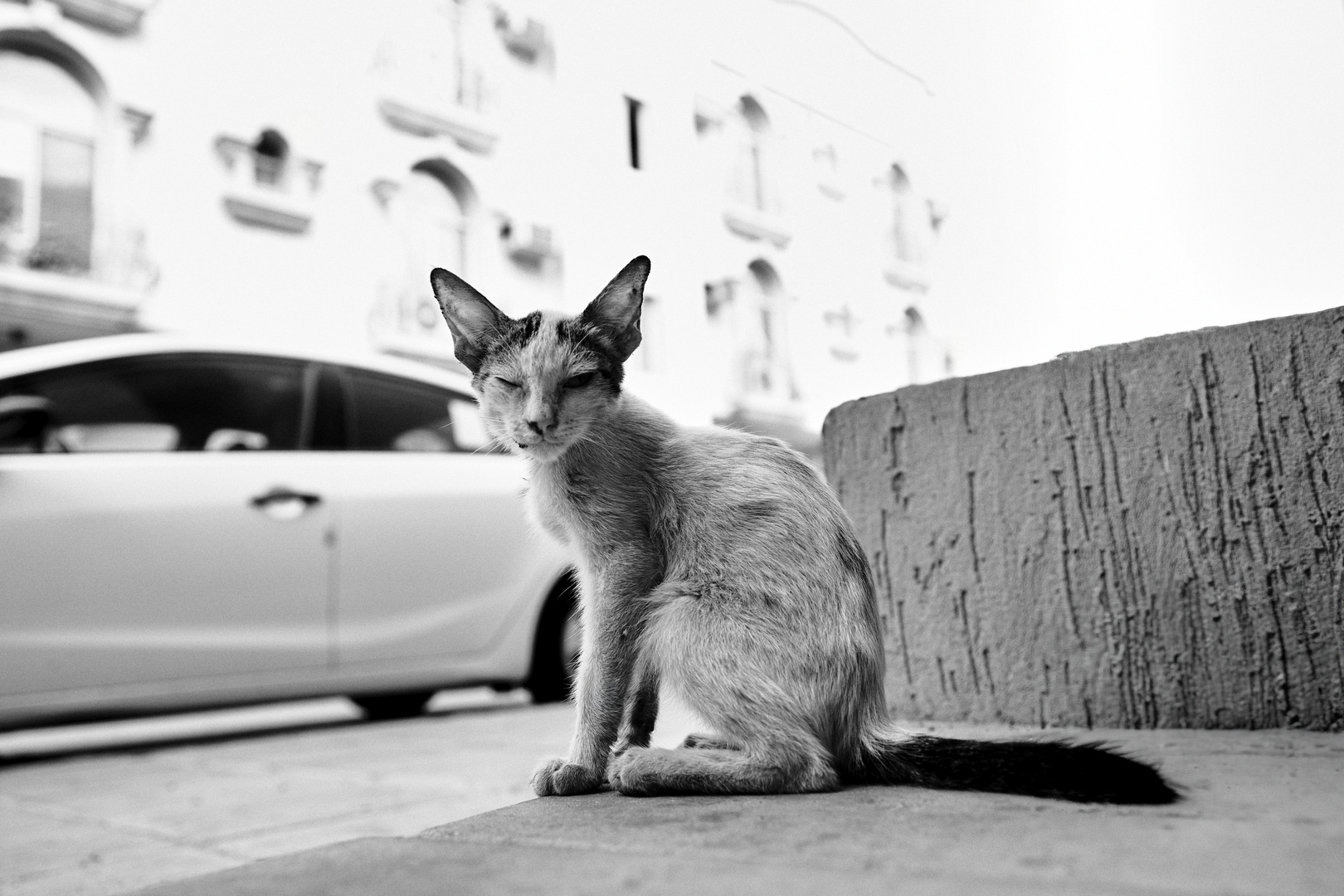 SAVE STREET CATS !!