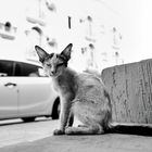 SAVE STREET CATS !!