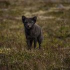 - save the arctic fox -