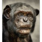 Save the Great Apes ...