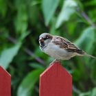 save the house sparrow - schützt die haus sperlinge