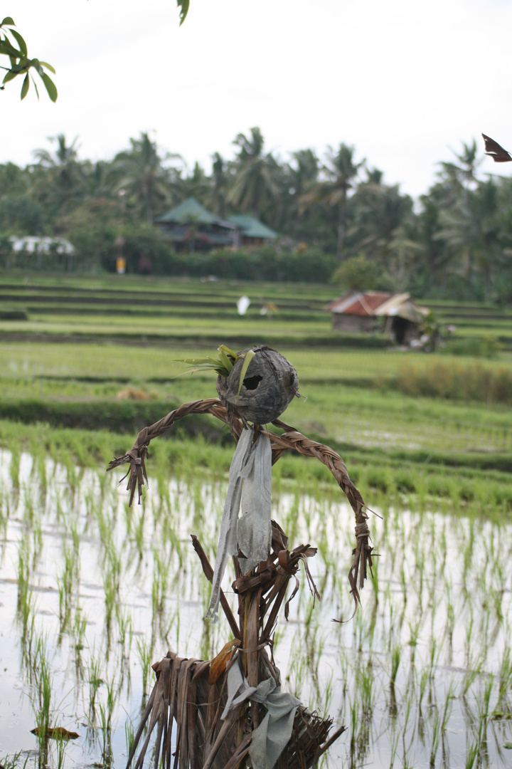 save the rice