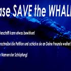 SAVE the WHALES!