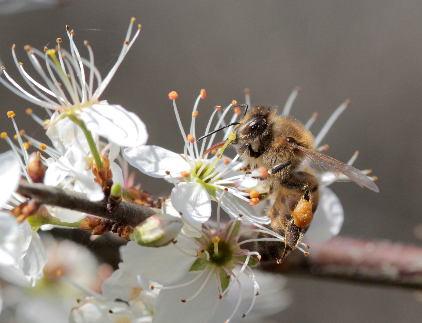 #savethebees