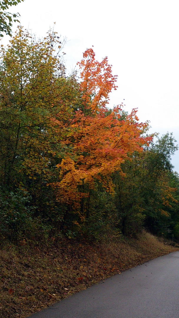 saveur d'automne (4) ou passe a l'orange jaunatre! ^^