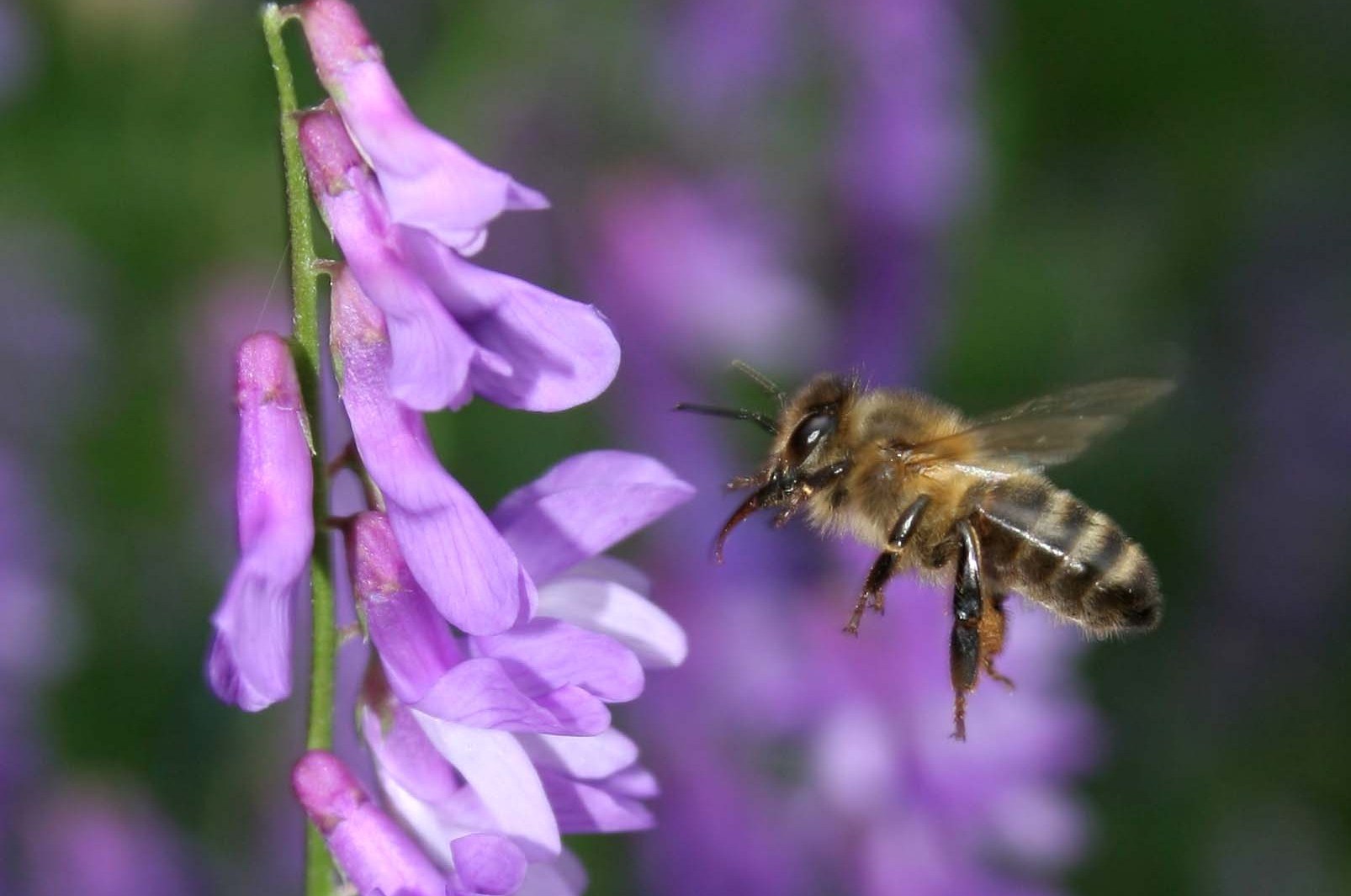 Saveur de nectar à venir ...