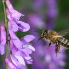 Saveur de nectar à venir ...