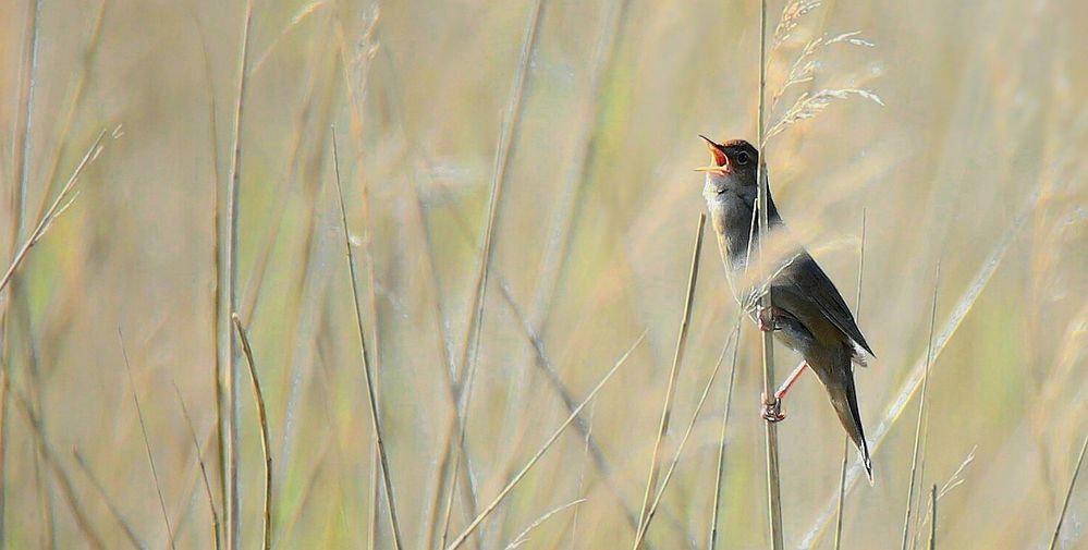 Savi’s Warbler