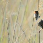 Savi’s Warbler