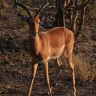 Savute, Chobe National Park, Botswana 2