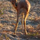 Savute, Chobe National Park, Botswana