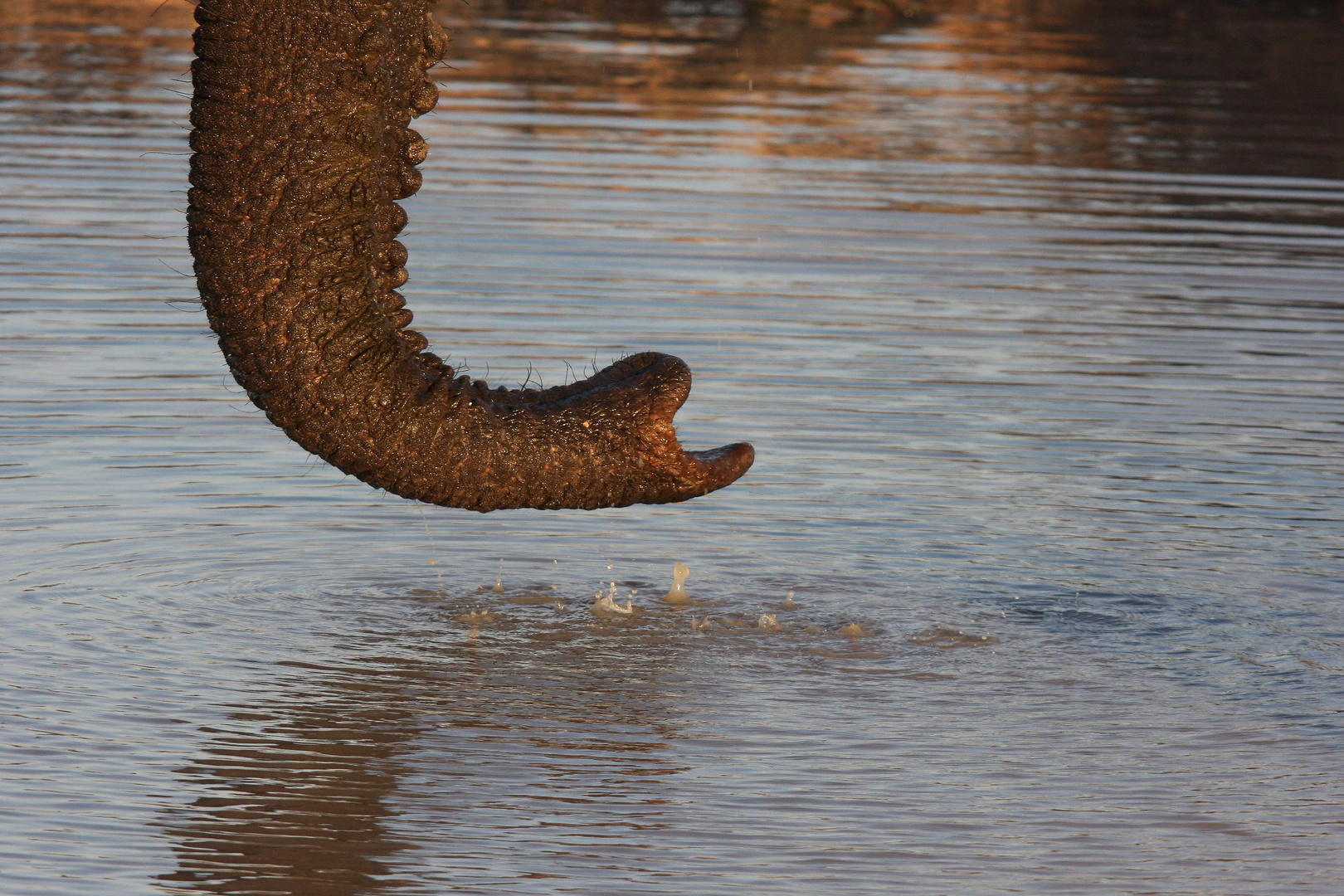 Savuti Region, Chobe Nationalpark, Botswana