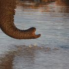 Savuti Region, Chobe Nationalpark, Botswana