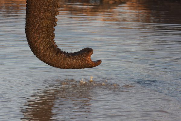 Savuti Region, Chobe Nationalpark, Botswana