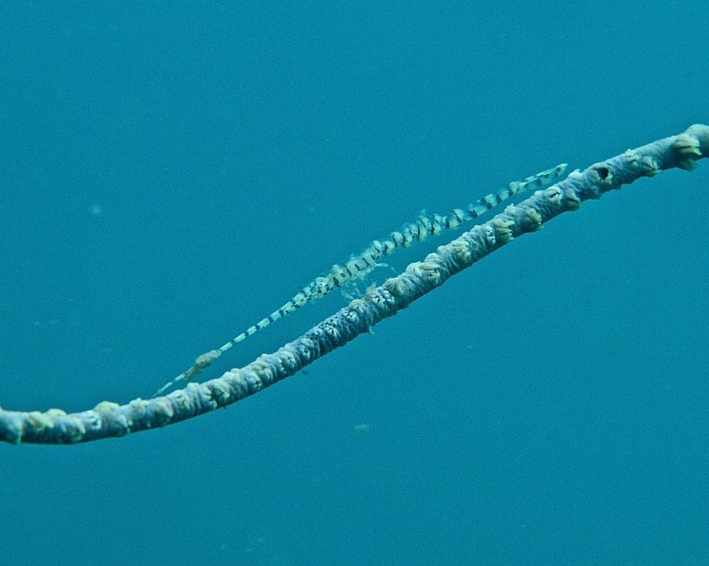 Saw Blade Shrimp / Sägeblattgarnele