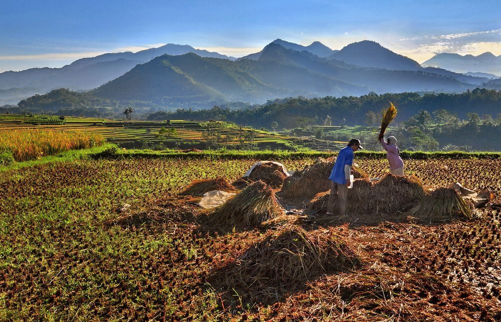 Sawah auf Java 10