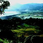 Sawah diatas danau Singarak (Sumatra barat)