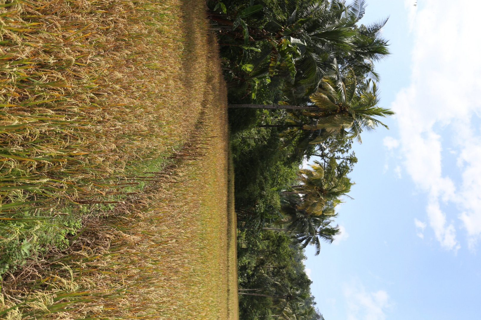 Sawah (Indonesian Called)