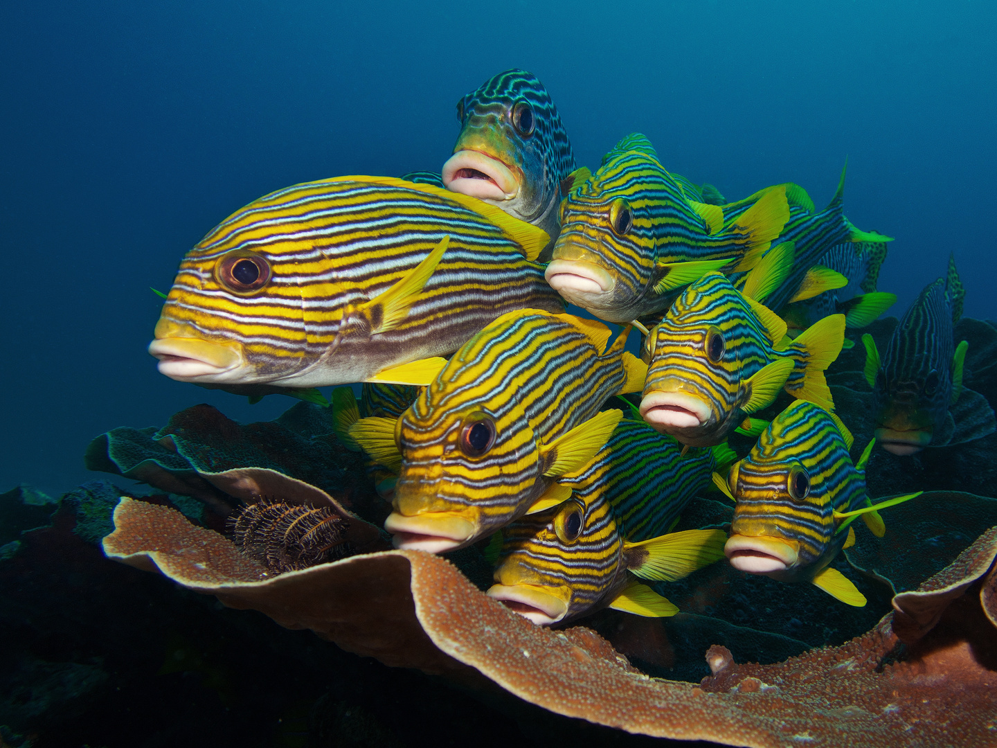 Sawandarek Jetty Sweetlips