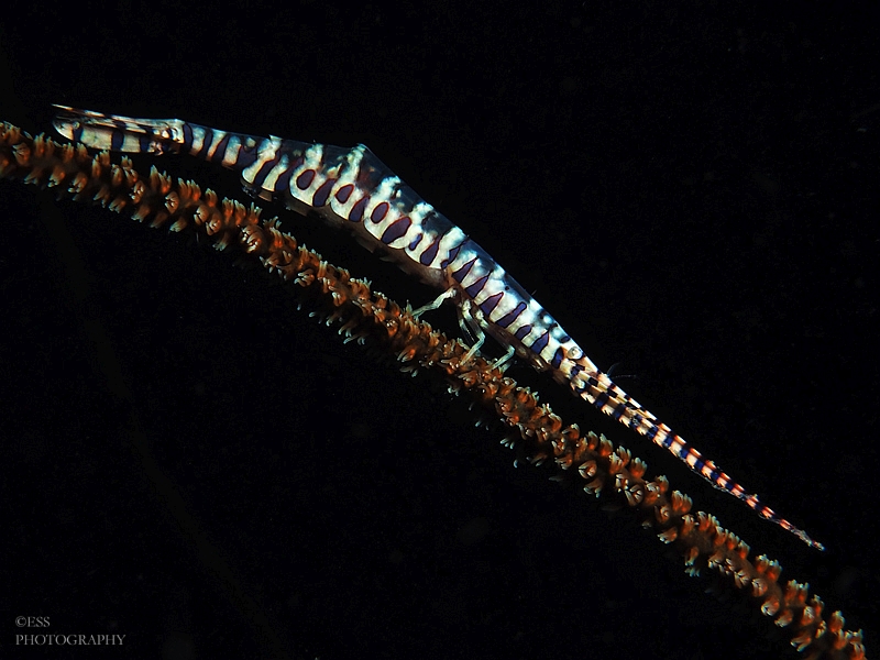 Sawblade Shrimp