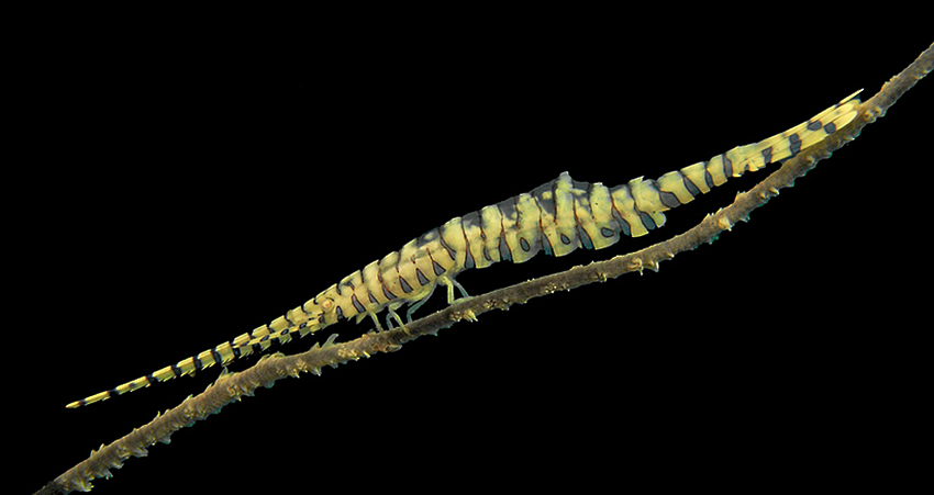 Sawblade Shrimp