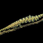 Sawblade Shrimp