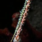Sawblade Shrimp II