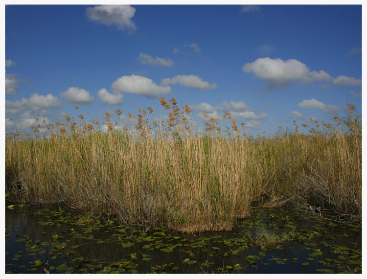 Sawgrass