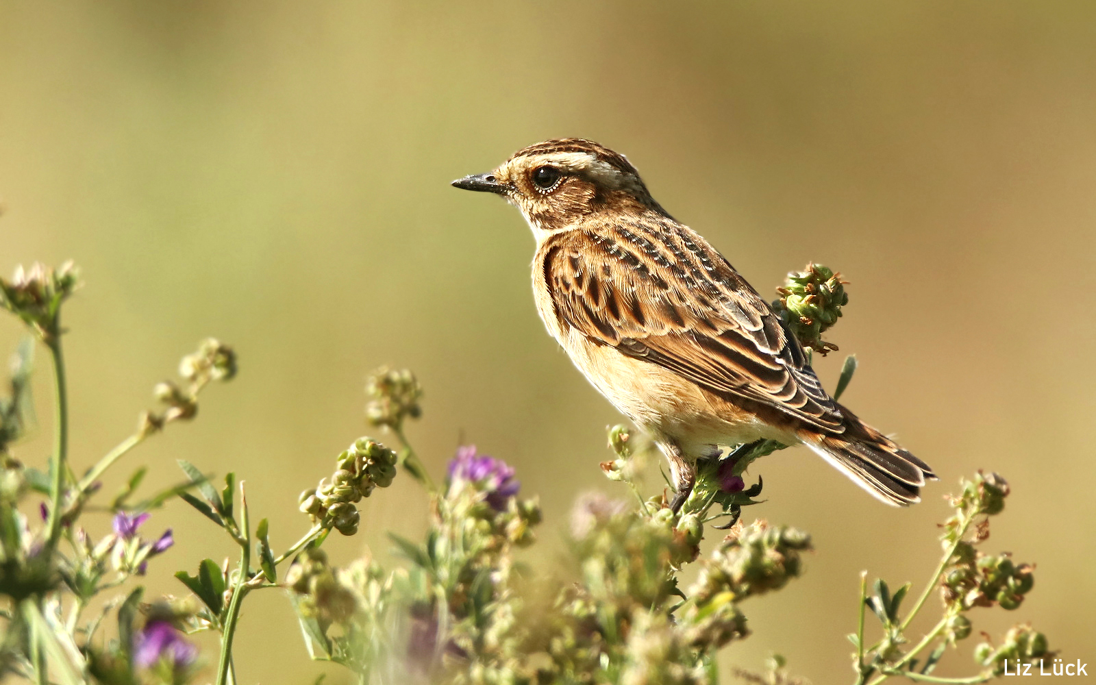 Saxicola rubetra