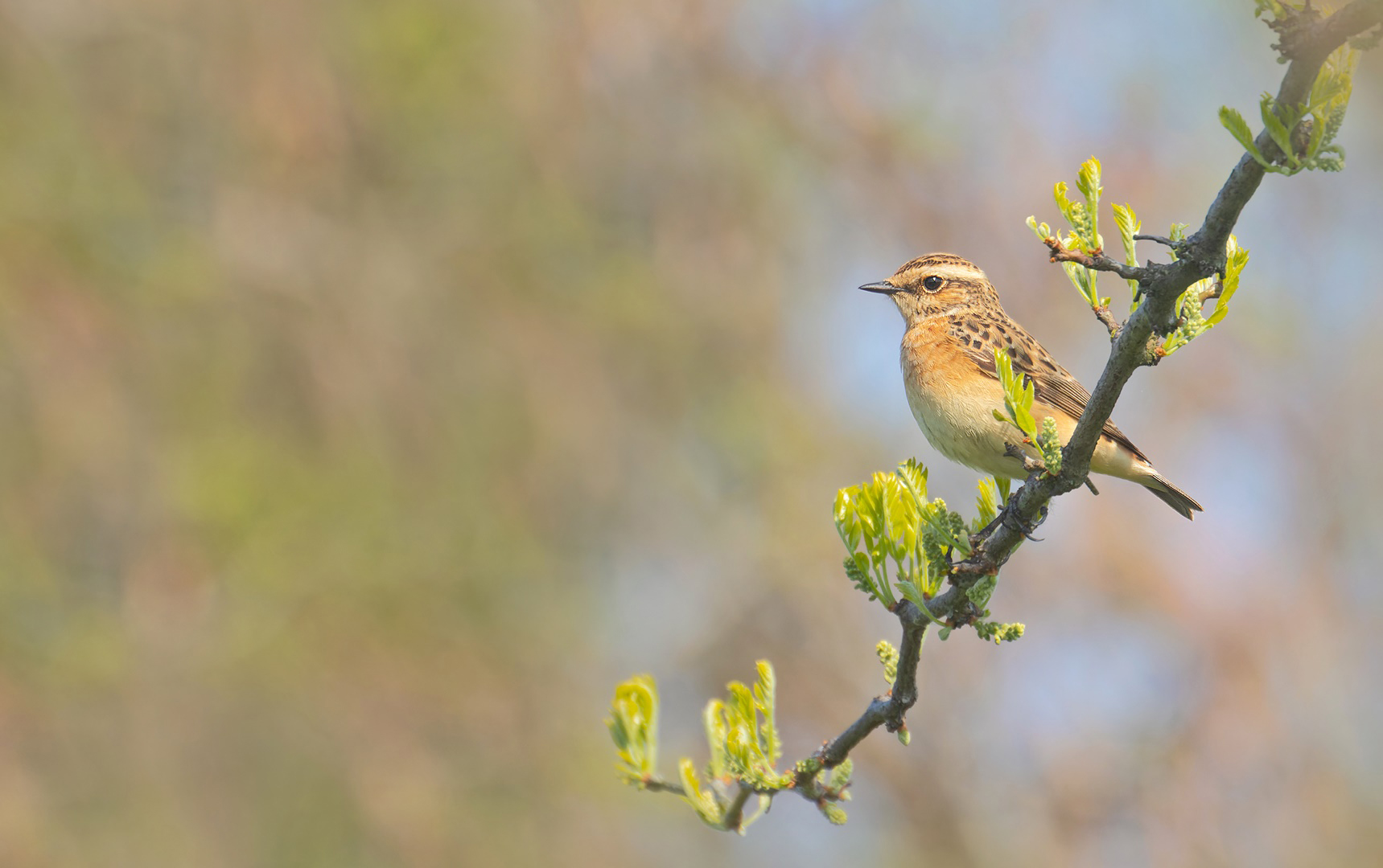 Saxicola rubetra - Braunkehlchen  