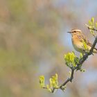 Saxicola rubetra - Braunkehlchen  