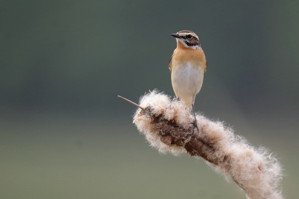 Saxicola rubetra - Braunkehlchen 