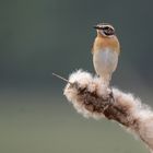 Saxicola rubetra - Braunkehlchen 