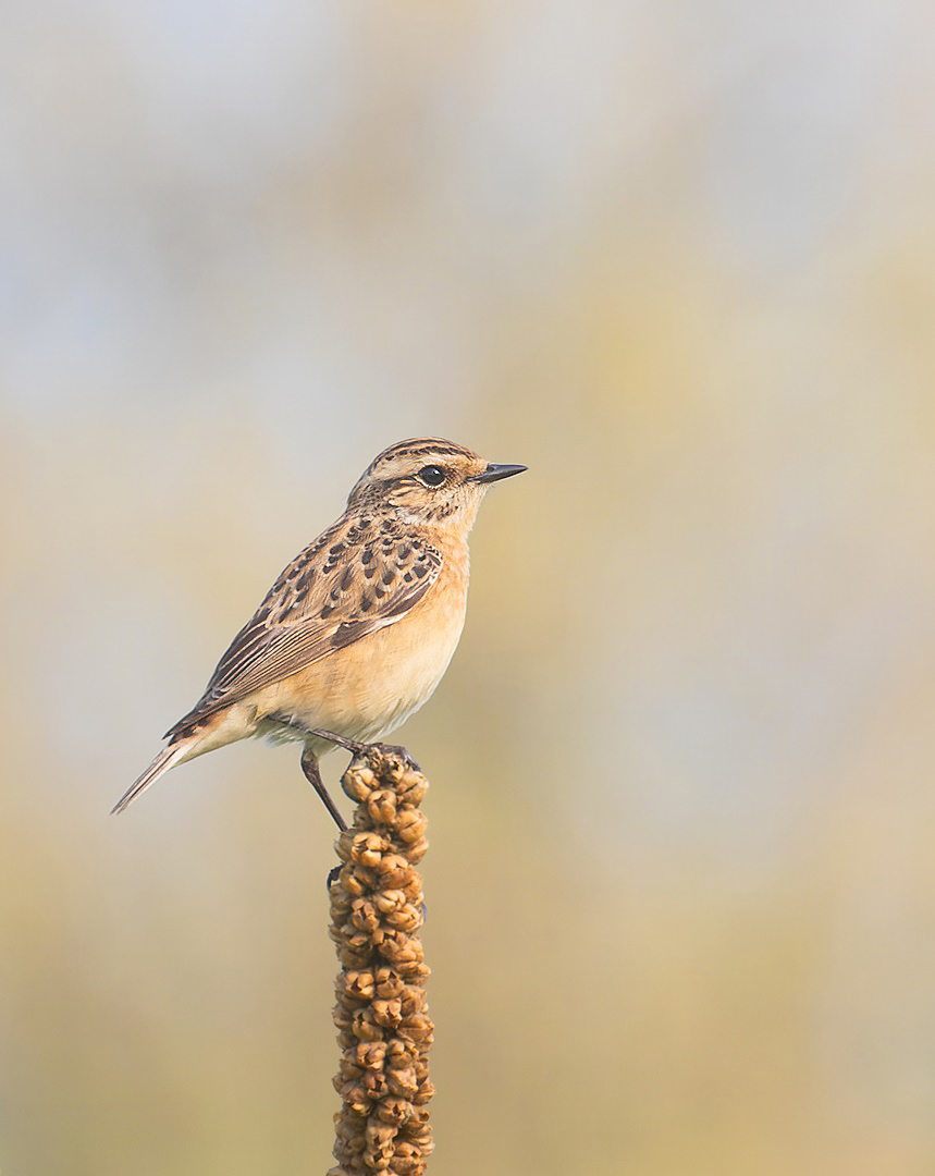 Saxicola rubetra - Braunkehlchen 