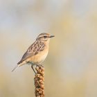 Saxicola rubetra - Braunkehlchen 